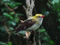 /album/uccelli/dsc00132-hf-c-ridotta-jpg/